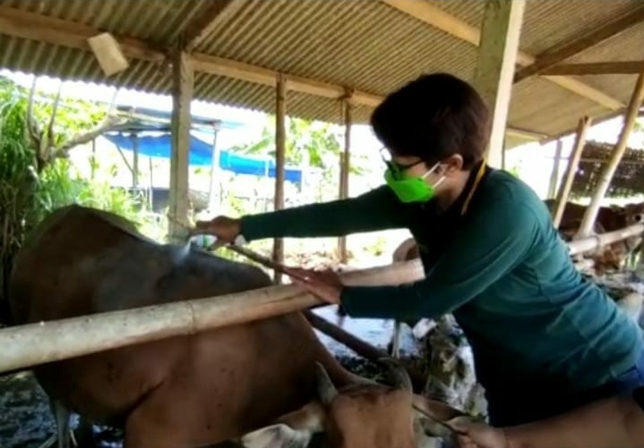Sapi di Gianyar Bebas Penyakit Kuku Dan Mulut, Peternak Diminta Tetap Waspada