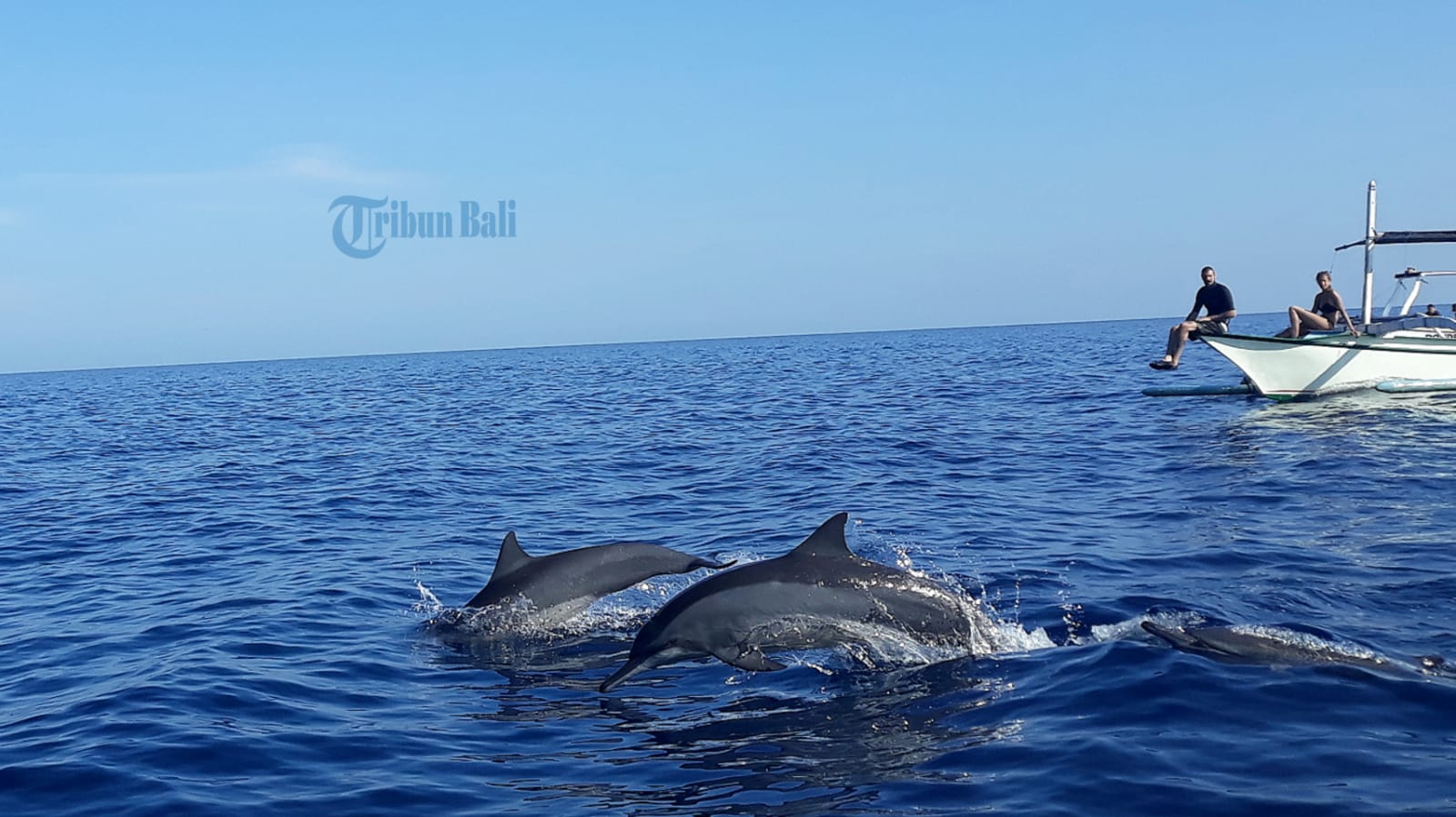 lumba-lumba-di-lovina-buleleng.jpg