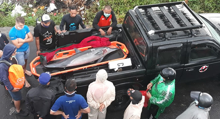 Banyak Sampah Plastik di Perut Ikan, Seekor Lumba-Lumba Mati di Pantai Batu Tumpeng Klungkung