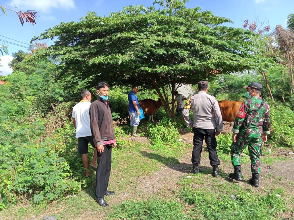 Buntut 26 Kasus PMK di Badung, Pemkab Setempat Gencarkan Vaksinasi PMK, Catat 3.006 Hewan Divaksin