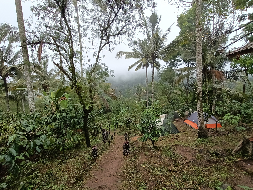 Baru Dibuka, Muncak Sari - Essence of the Peak Tawarkan Camp di Areal Kebun Kopi