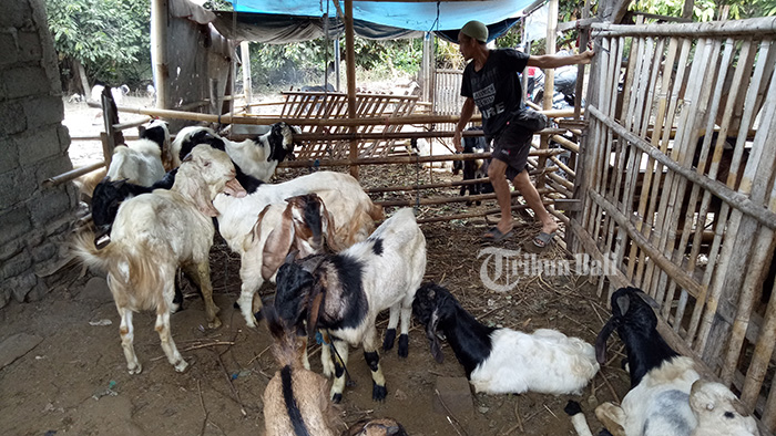 Jelang Idul Adha 2020, Inilah Daftar Harga Hewan Kurban: Kambing Rp 1,4 Juta, Sapi Rp 11,8 Juta