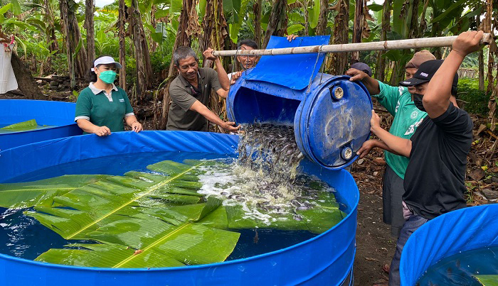 Desa Dangin Puri Kelod Denpasar Lakukan Padat Karya Hewani dan Nabati, 20 Persen Hasil untuk Balita