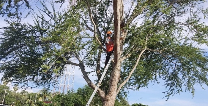 Jelang Lebaran, Puluhan Pohon Perindang di Jalan Denpasar-Gilimanuk Dipangkas