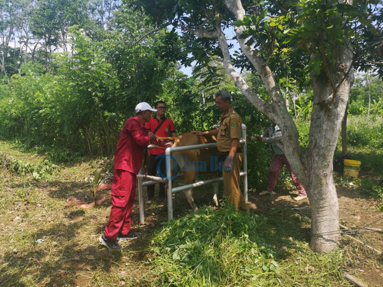 117 Sapi Milik Kelompok Peternak Pepadu di Banjar Kembangsari Diperiksa Kesehatannya