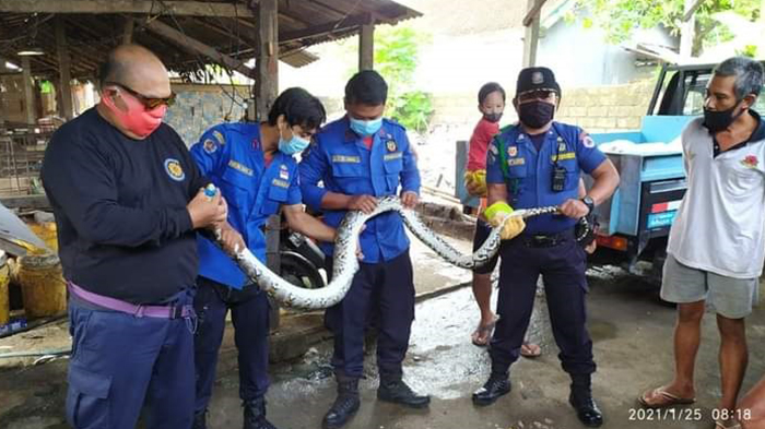 Dalam Sepekan 14 Ular dan Biawak Masuk Rumah Warga di Denpasar, Salah Satunya Ular Piton 4 Meter