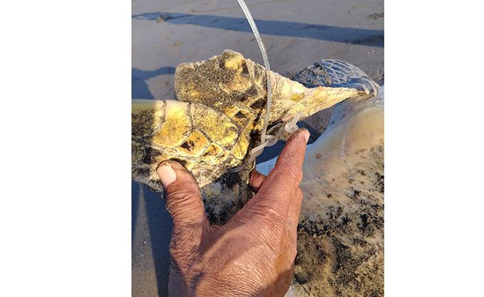 penemuan-penyu-di-pesisir-Pantai-Perancak.jpg