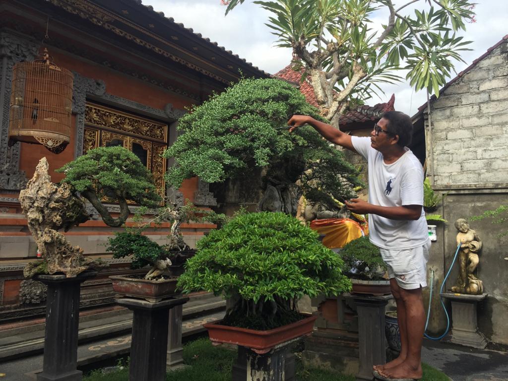 Penghobi Bonsai di Gianyar Marak Bermunculan di Masa Pandemi, Artana: Jangan Sampai Merusak Alam