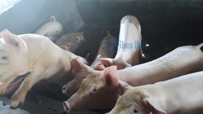 pengiriman-ke-luar-bali-khawatir-babi-divaksinasi-jadi-sakit.jpg