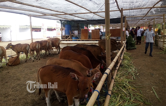 pengunjung-melihat-sapi-bali-pada-kontes-ternak-dan-panen-pedet.jpg