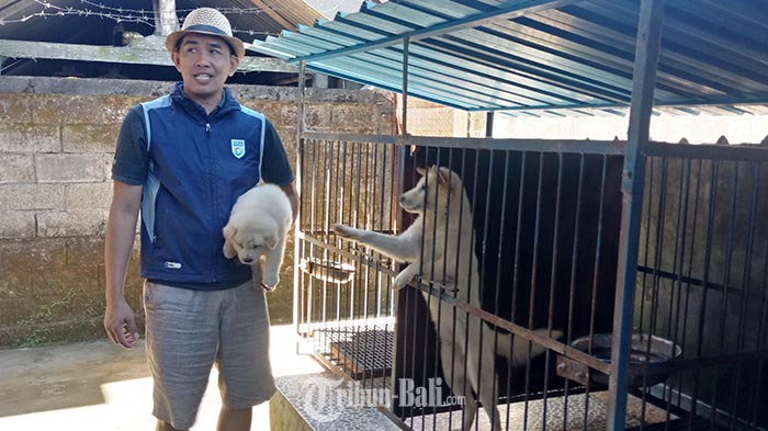 Permintaan Anjing Kintamani Meningkat Selama Pandemi, Harga Mulai Rp 1,5 Juta, Anda Berminat?