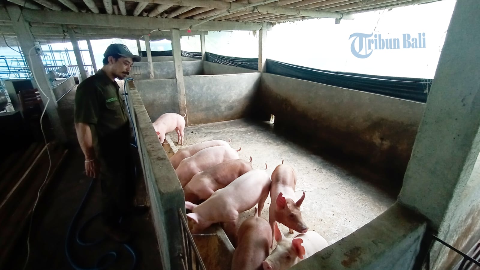 peternak-babi-di-tabanan-saat-melihat-ternaknya-di-kandang.jpg