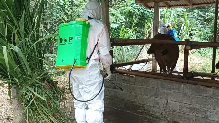 petugas-dari-provinsi-bali-saat-melakukan-spraying-di-kandang-ternak-warga.jpg