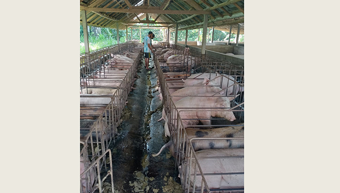 Harga Babi Meroket Jelang Akhir Tahun, Sentuh Harga Rp 90 ribu Per Kilogram