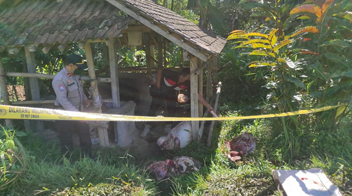 Sapi Wayan Siteb Dimutilasi Pencuri di Marga Tabanan, Isi Perut dan Iga Ditemukan di Samping Kandang