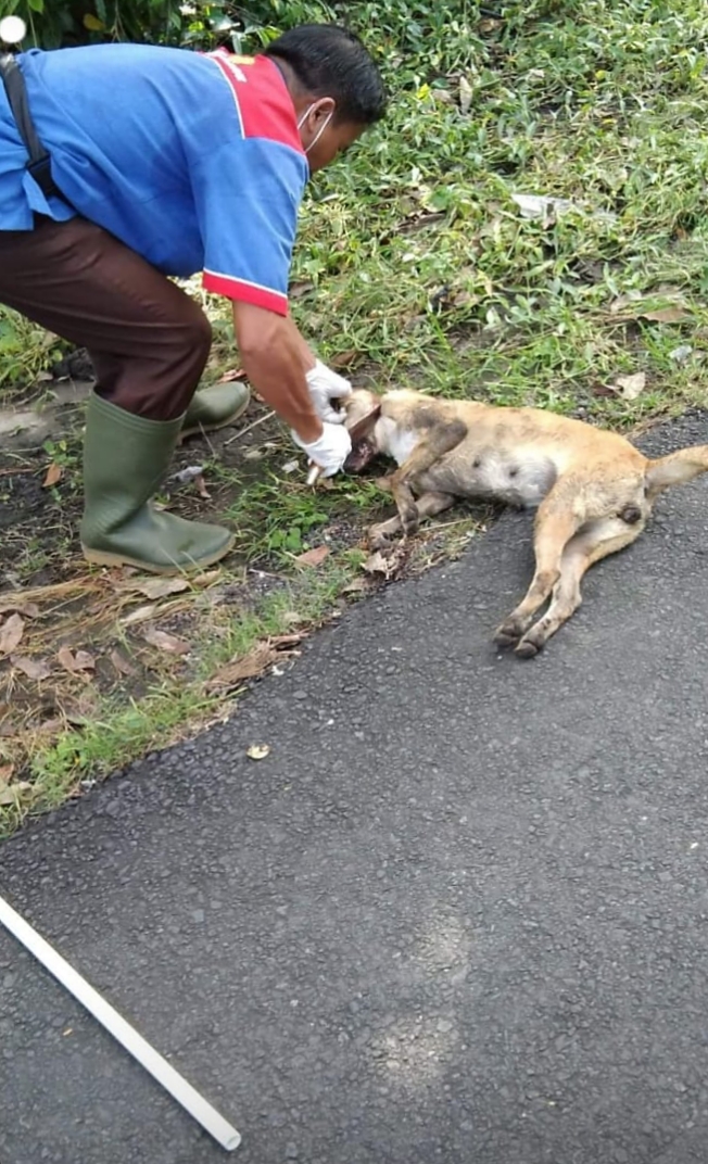 WADUH! 3 Orang Belum Dapat Vaksin Anti Rabies, Petugas Terus Lakukan Tracking