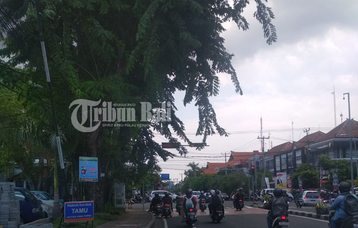 Pohon Rimbun di Perempatan Diponegoro Denpasar Ganggu Traffic Light