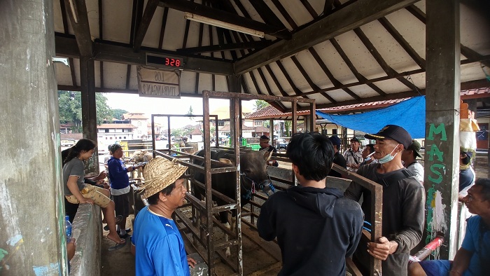 proses-penimbangan-sapi-di-pasar-hewan-beringkit-pada-senin-4-juli-2022.jpg