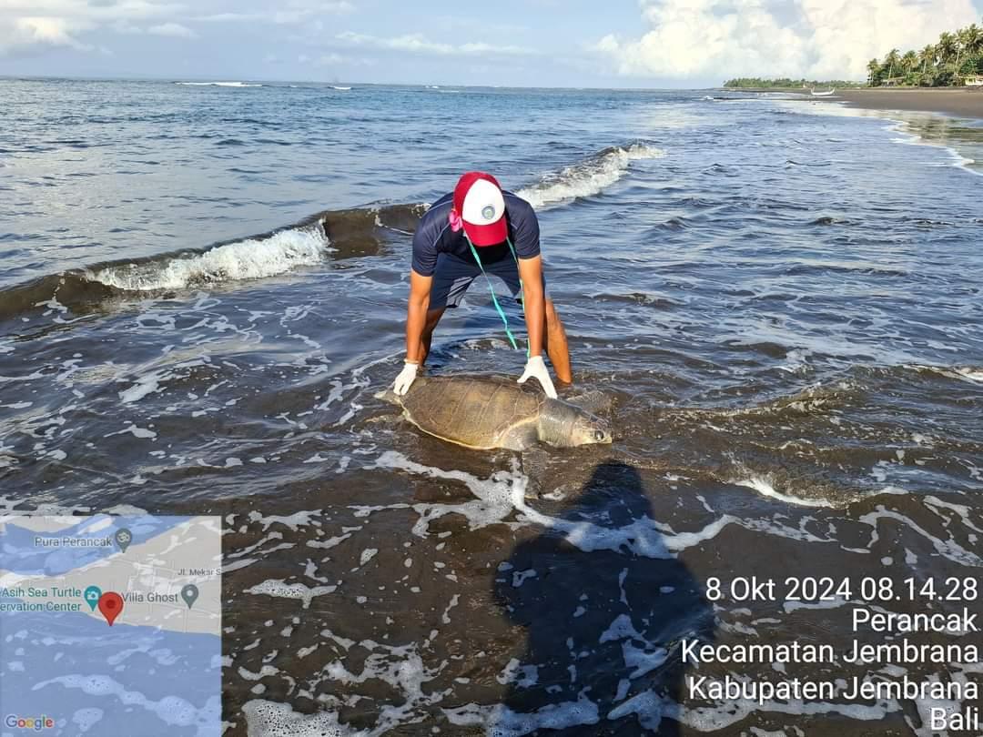 BAU BUSUK! Penyu Lekang Ditemukan Mati, KKP Kurma Asih Perancak Serukan Stop Perburuan Liar