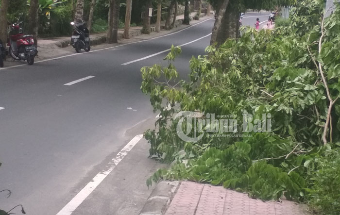 sampah-dedaunan-di-trotoar-di-gianyar_20180306_202802.jpg