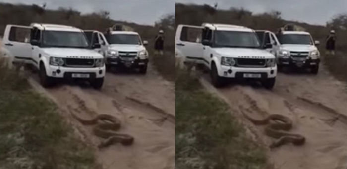 Asyik Berlibur di Safari, Rombongan Turis Dikejar Ular Piton, Berawal dari Aksi Pria Ini