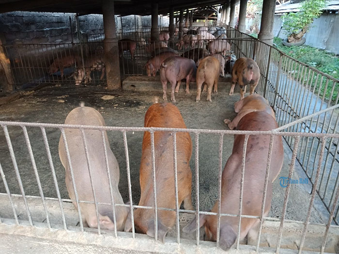 Peternak di Bali Resah Sudah 606 Babi Mati di 3 Kabupaten Ini, Gejala Demam Tinggi & Kulit Kemerahan