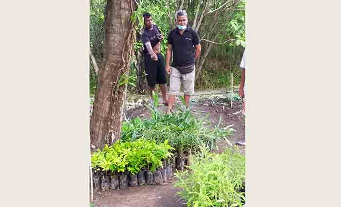 Para Pemuda di Sukawati Ini Lestarikan Tanaman Upakara di Tanah Desa