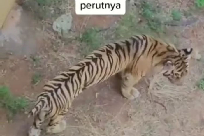 Viral Video Harimau Kurus & Berperut Kempis di Kebun Binatang Lamongan Jatim, Begini Kata Pengelola