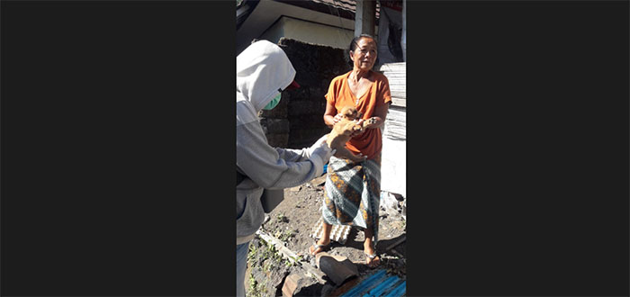 Dua Warga Desa Buahan Digigit Anjing Rabies, Dinas PKP Bangli Lakukan Vaksinasi dan Eliminasi Anjing