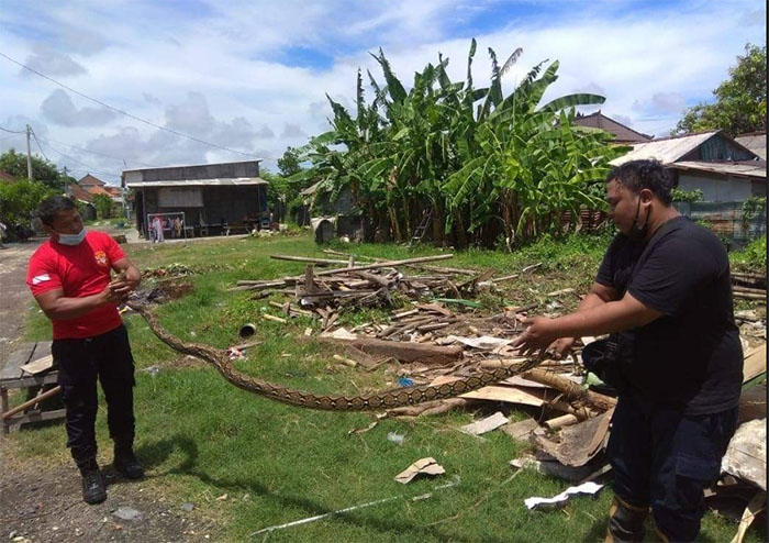 Ular Piton Sepanjang 3 Meter Ditemukan di Lahan Kosong Area Permukiman Warga di Sesetan Denpasar