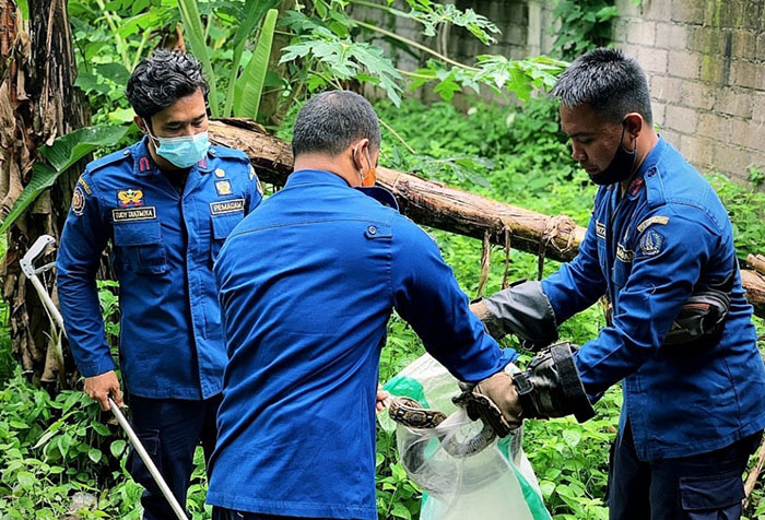 Ular Piton Sepanjang 1 Meter Ditemukan di Pekarangan Rumah Warga di Mengwi Badung