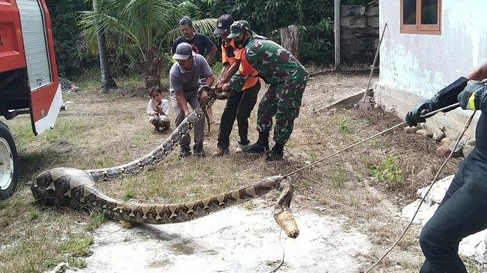 Ular Berukuran Raksasa Mangsa Kambing Bunting hingga Tubuhnya Membengkak, Sempat Sulit Dievakuasi