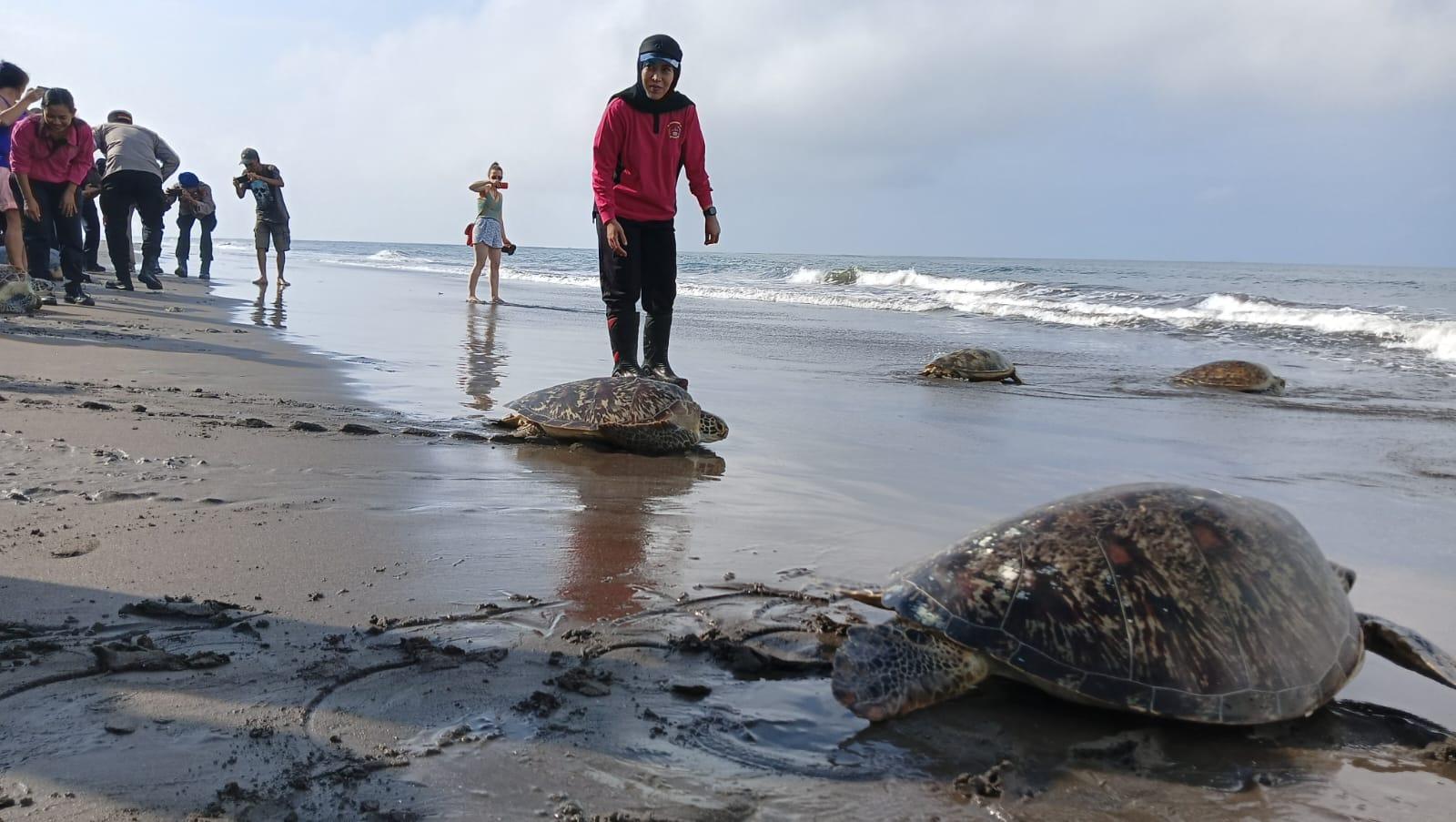 LEPAS 400 Tukik ke Habitat Jadi Target Setahun! Hujan Jadi Tantangan Penetasan Tukik di Jembrana