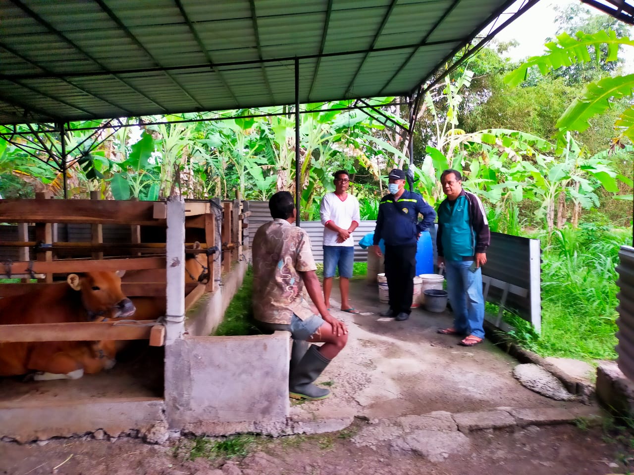 Sapi Warga di Kwanji Badung Terduga Kena PMK, Disperpa Badung Lakukan Uji Lab