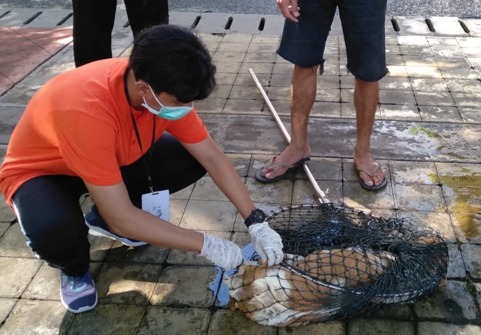 15 Anjing Liar di GWK di Evakuasi, Disperpa Badung Kembali Turun Antisipasi Rabies Sukseskan G20