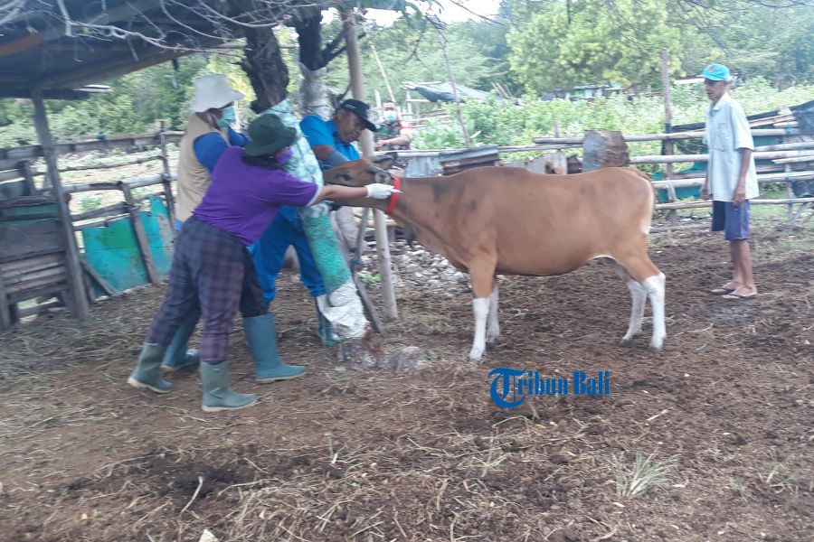 Bali Sudah Nihil Kasus PMK, Pemprov Ajukan Pasar Lintas Daerah Dibuka