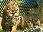 10-Arti-Mimpi-Harimau-Menghadapi-Situasi-Menantang.jpg
