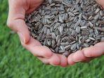 14-Manfaat-dan-Kandungan-Biji-Bunga-Matahari-untuk-Kesehatan-Tak-Cuma-Buat-Kulit-Ternyata-Superfood.jpg