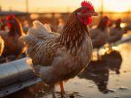 3-Arti-Mimpi-Melihat-Ayam-Dipotong-Pertanda-Keluarga-Akan-Meninggal.jpg