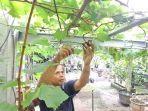 Agung-Sutarjana-menunjukkan-anggur-jenis-Jupiter-Pensiunan-PNS-Bangli.jpg