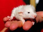 Arti-mimpi-tikus-putih.jpg