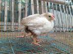 Ayam-Berkaki-Empat-Viral-di-Media-Sosial.jpg