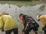 Babinsa-Mendoyo-Dauh-Tukad-Serda-Suwardi-turun-langsung-mendampingi-kegiatan-para-petani-88.jpg