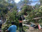 Bencana-pohon-tumbang-terjadi-di-perbatasan-Banjar-Pujung-Kelod-dan-Pujung-Kaja.jpg