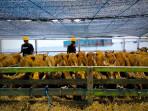 Distribusi-Suasana-distribusi-ternak-berupa-bibit-sapi-di-Pelabuhan-Celukan-Bawang.jpg
