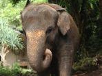 Gajah-bernama-Molly-semasa-hidupnya-Pihak-Bali-Zoo.jpg