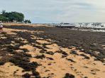 Hamparan-bulung-atau-rumput-laut-di-Pantai-Duyung-Sanur.jpg