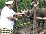 Harapkan-bisa-bersaing-dengan-sapi-impor-DPR-RI-I-Nyoman-Parta-genjot-program-penggemukan-sapix.jpg