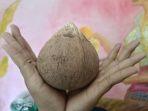 Harga-Kelapa-Daksina-Hingga-Janur-Meroket-Di-Gianyar-Bali.jpg