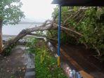 Hujan-Deras-di-Jembrana-Bali-Pohon-Tumbang-hingga-Atap.jpg